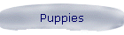 Puppies